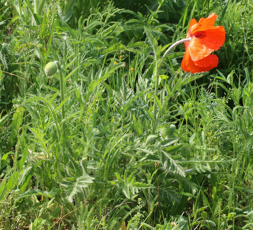 Изображение особи Papaver orientale.