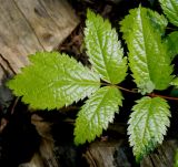 Astilbe taquetii