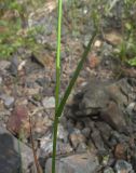 Poa palustris. Часть стебля с листом. Белгородская обл., Старооскольский р-н, ур. лог Чуфичка, берег пруда. 16 июня 2009 г.