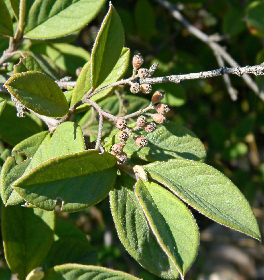 Изображение особи род Cotoneaster.