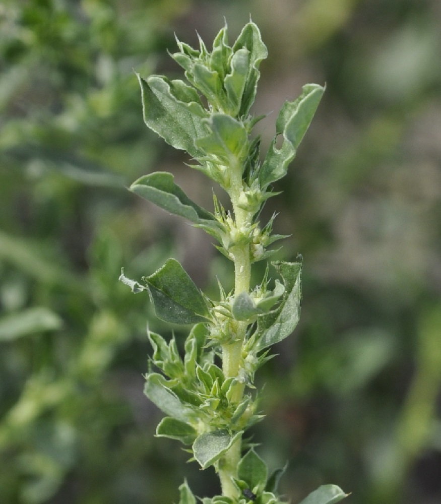 Изображение особи Amaranthus albus.