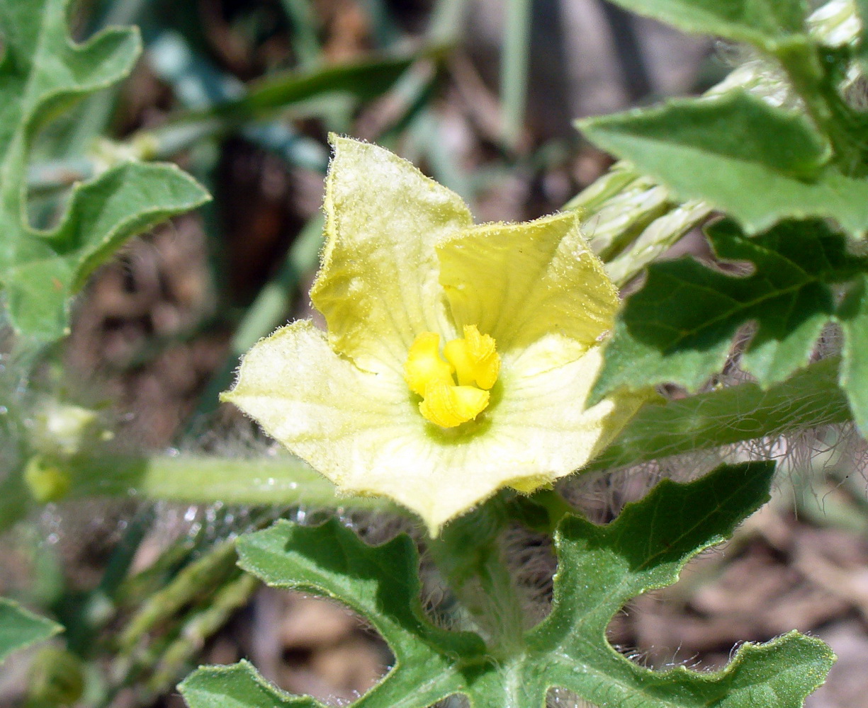 Изображение особи Citrullus lanatus ssp. vulgaris.