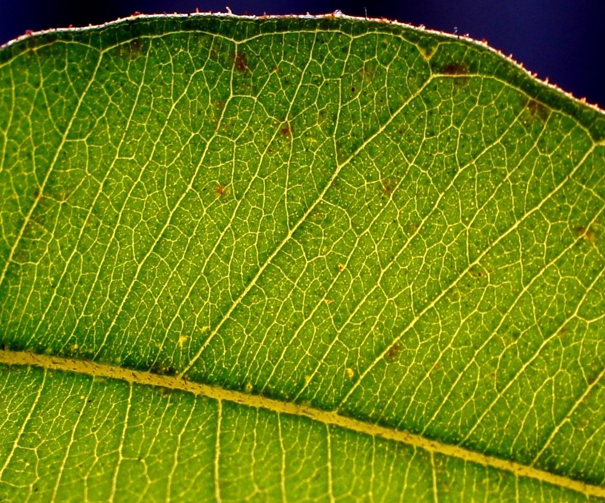 Изображение особи Corymbia citriodora.