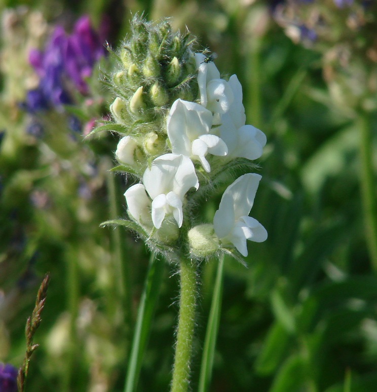 Изображение особи Oxytropis strobilacea.