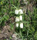 Fritillaria verticillata. Верхушка цветущего растения. Восточный Казахстан, г. Усть-Каменогорск, сопки на левом берегу р. Иртыш. 02.05.2011.