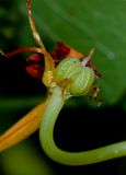 Tropaeolum majus