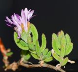 Drosanthemum floribundum