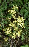 Hypericum elongatum