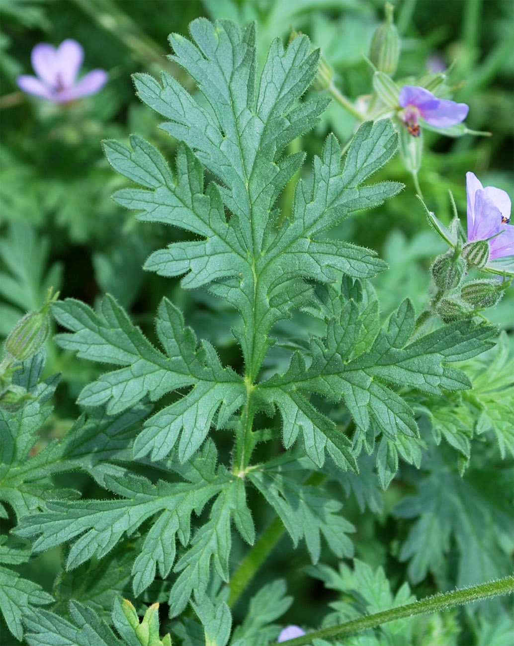 Изображение особи Erodium ciconium.