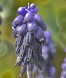 Muscari neglectum