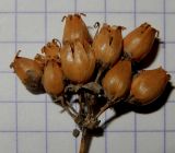 Silene densiflora