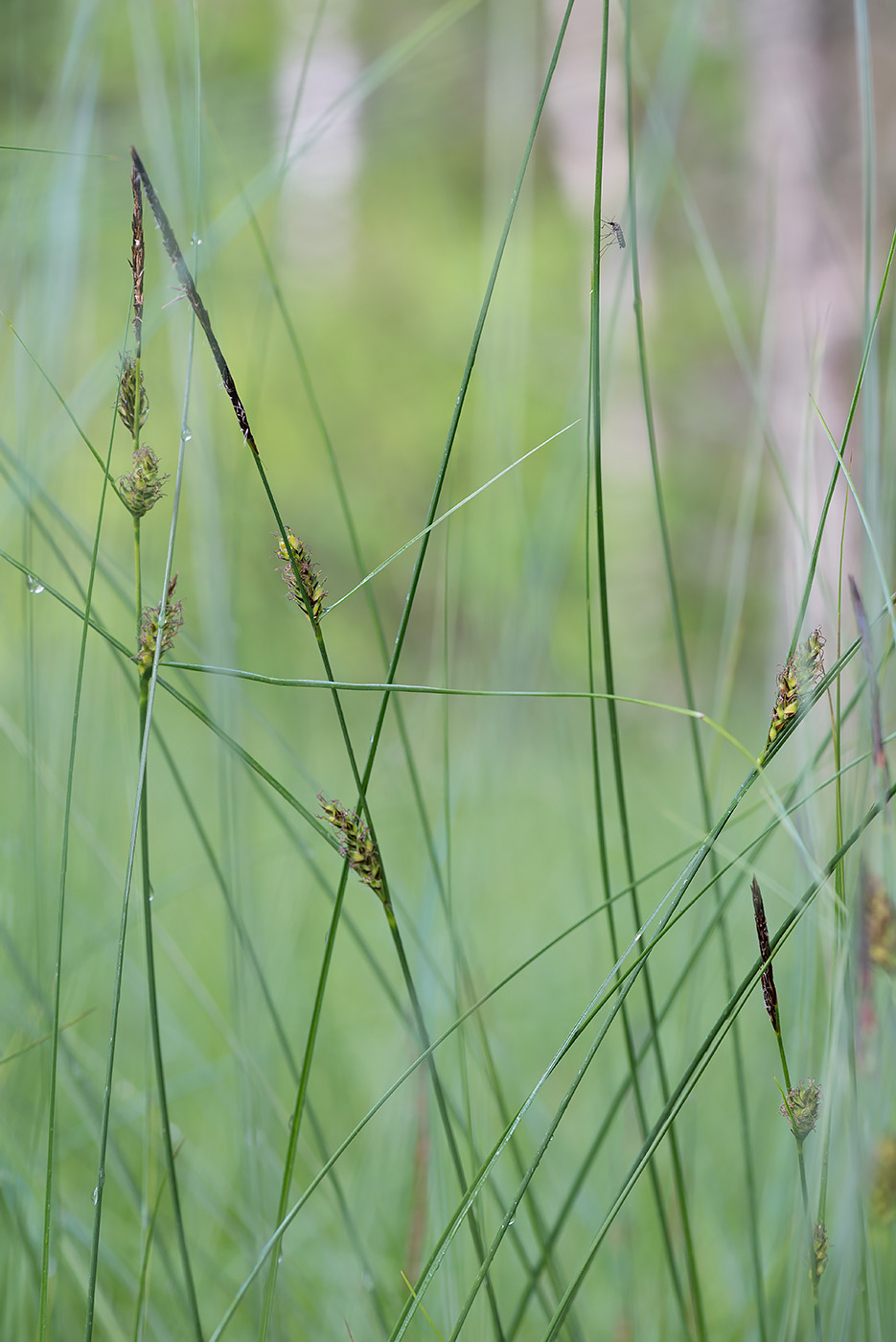 Изображение особи Carex lasiocarpa.