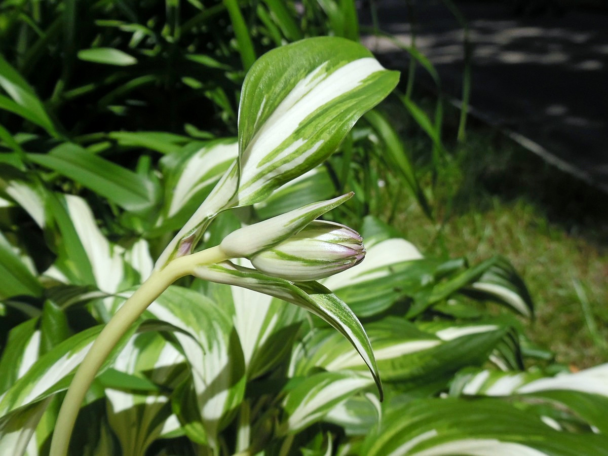 Изображение особи Hosta undulata.