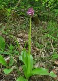 Orchis purpurea подвид caucasica. Цветущее растение. Краснодарский край, м/о город-курорт Геленджик, окр. пос. Светлый, щель Церковная, дубовый лес на берегу водохранилища. 6 мая 2017 г.