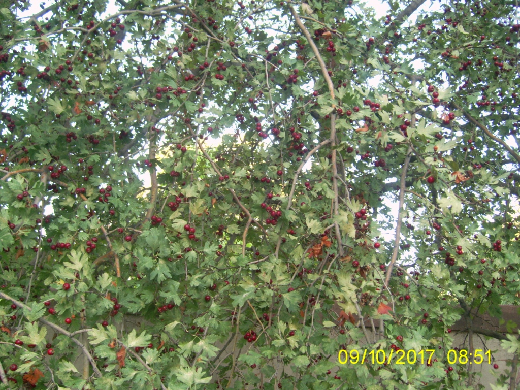 Изображение особи Crataegus meyeri.