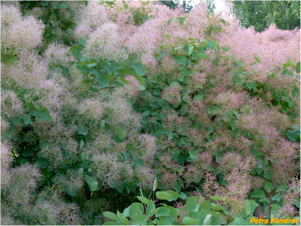 Изображение особи Cotinus coggygria.