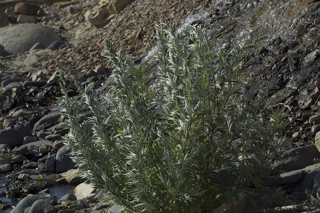 Изображение особи Artemisia leucophylla.