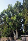 Eucalyptus viminalis. Взрослое дерево. Абхазия, Гудаутский р-н, Новый Афон, в культуре. 18.07.2017.