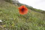 Papaver rhoeas