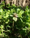 Lamium purpureum. Цветущее растение среди Stellaria. Краснодарский край, г. Усть-Лабинск, ивовый лес в пойме р. Кубань. 31.03.2018.