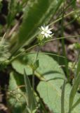 Arenaria serpyllifolia. Верхушка цветущего растения. Украина, Запорожский р-н, Дурная балка, разнотравная степь. 29.04.2018.