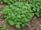 Geranium phaeum. Отрастающие после зимы прикорневые листья. Московская обл., Раменский р-н, пос. Ильинский, одичавшее на заросшей травой улице среди сосен. 06.05.2018.