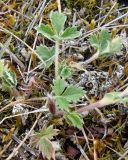 Potentilla arenosa. Молодые листья. Якутия, Мирнинский р-н, окр. пос. Светлый, левый берег р. Вилюй около топознаков. 20.05.2009.