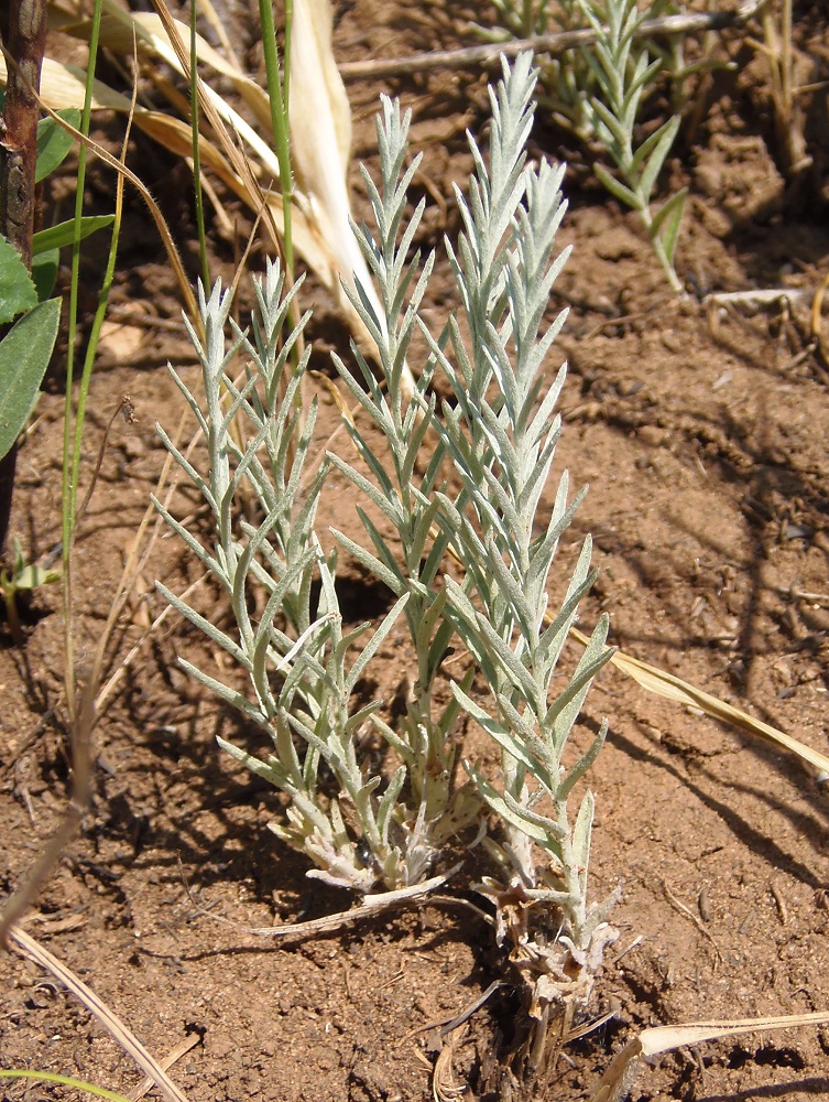 Image of Cymbochasma borysthenica specimen.