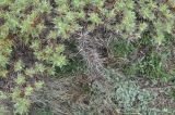 Astragalus denudatus. Верхушки ветвей. Грузия, Казбегский муниципалитет, нижняя часть вост. склона горы Казбек, травянистый склон. 22.05.2018.