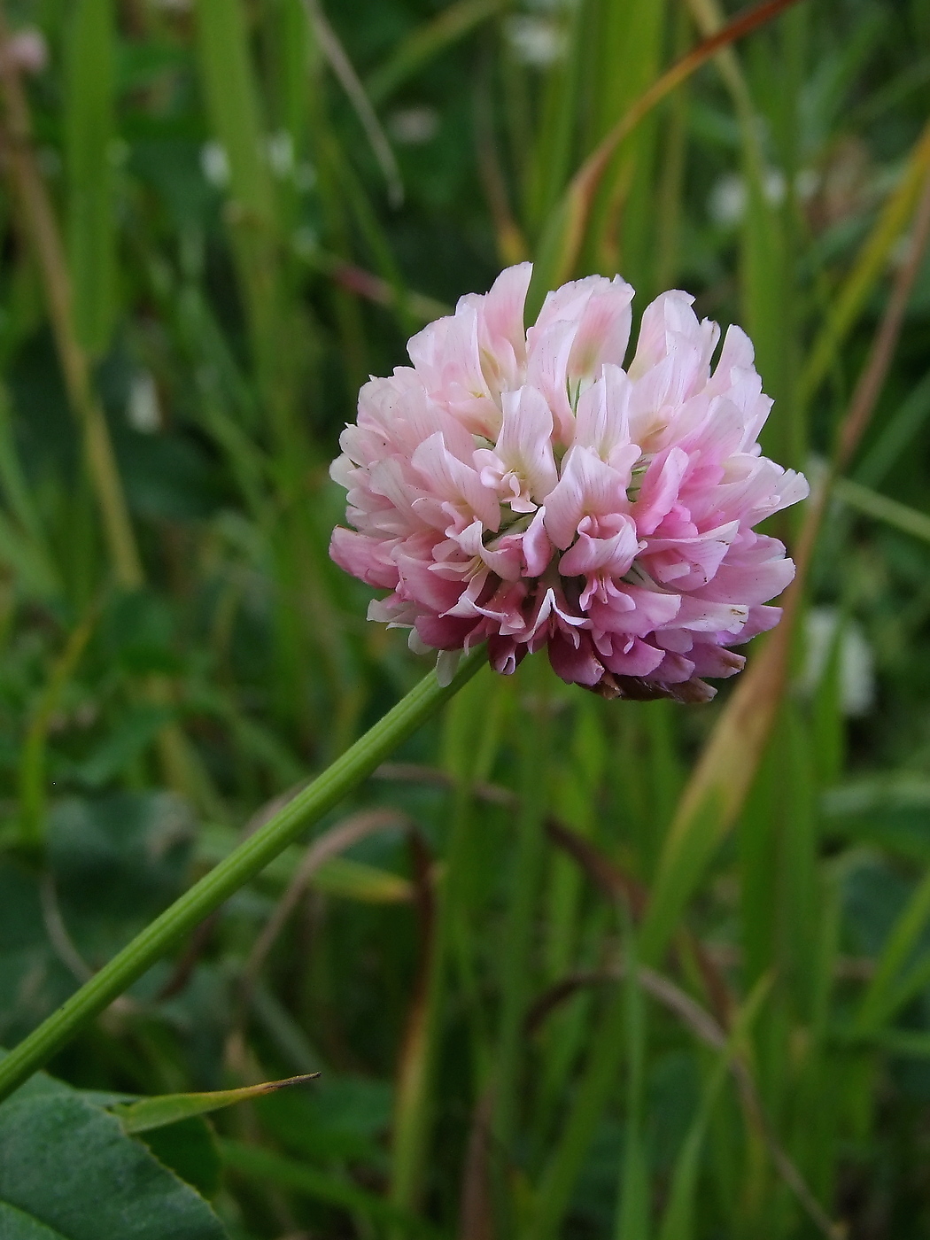 Изображение особи Trifolium hybridum.