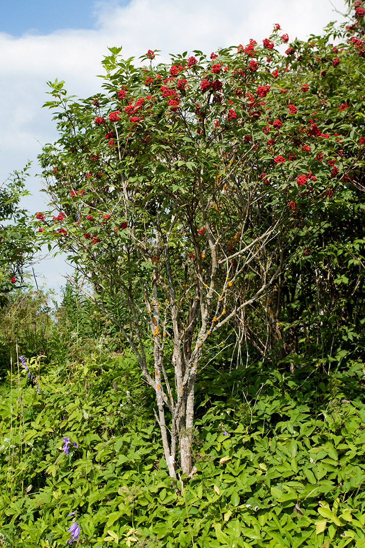 Изображение особи Sambucus racemosa.