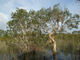 Melaleuca leucadendra