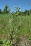 Erigeron acris. Цветущее растение. Архангельская обл., Вельский р-н, окр. пос. Усть-Шоноша, сухой луг. 30.06.2011.