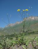 Crepis sonchifolia. Цветущее растение. Кабардино-Балкария, Эльбрусский р-н, окр. с. Былым, ок. 1200 м н.у.м., каменистое место. 03.07.2019.