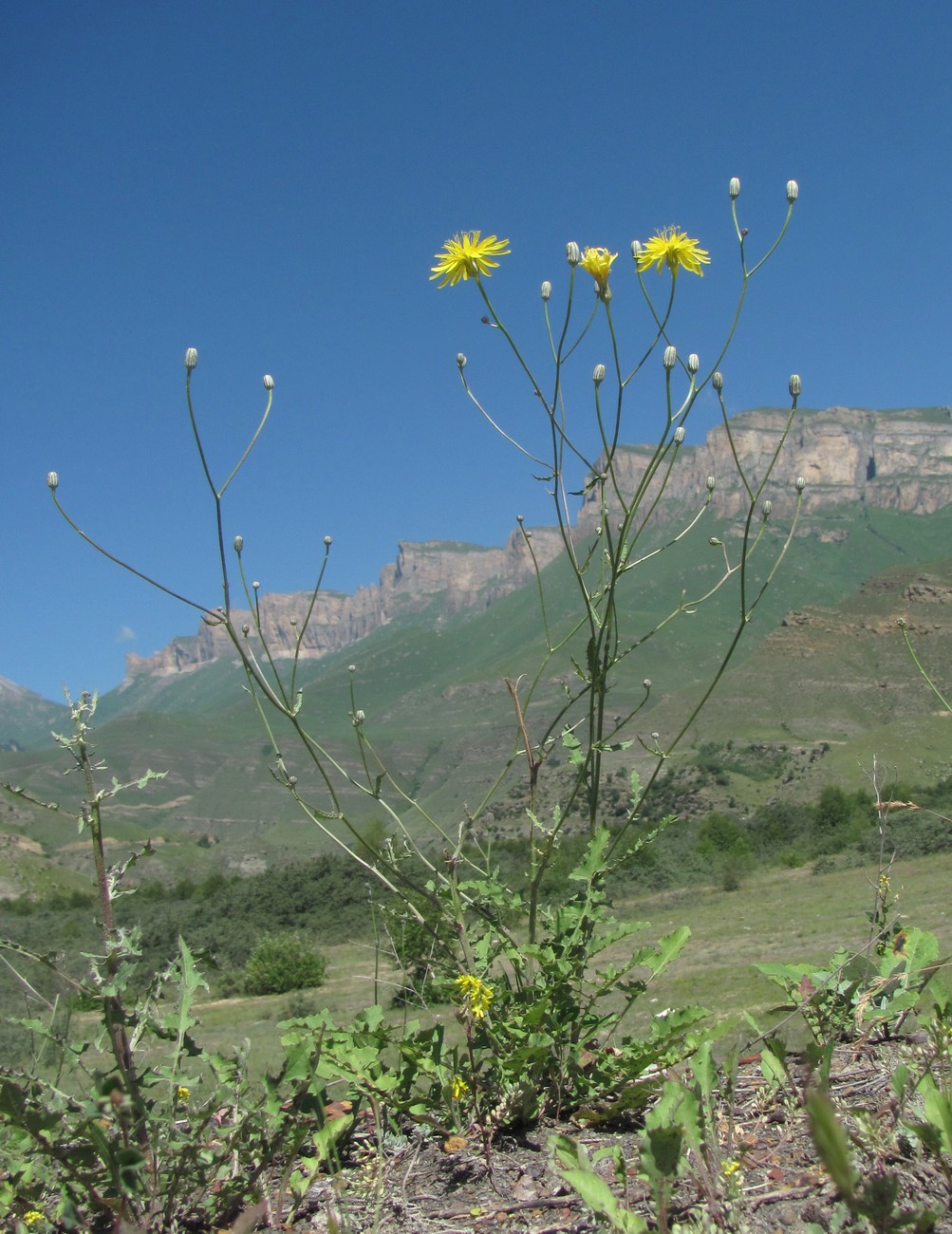 Изображение особи Crepis sonchifolia.