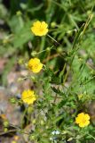 Potentilla goldbachii. Соцветие. Санкт-Петербург, Фрунзенский р-н, окр. ж.-д. ст. Купчино, у насыпи железнодорожного полотна. 13.06.2020.