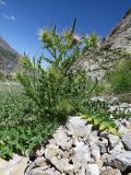 Cirsium semenowii. Зацветающее растение на каменистой россыпи. Казахстан, Туркестанская обл., Толебийский р-н, территория Сайрам-Угамского национального парка; Угамский хребет, ≈ 2400 м н.у.м., дол. р. Копжайлау - правого притока р. Сайрам-су (\"Ущелье диких альпинистов\"). 05.07.2019.