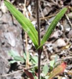 Gastrolychnis brachypetala. Часть побега. Магаданская обл., Ольский р-н, окр. пос. Гадля, р. Ола, на галечнике. 07.08.2021.