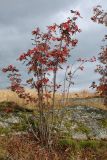 Sorbus aucuparia. Молодое плодоносящее растение с листвой в осенней окраске. Мурманская обл., Кандалакшский р-н, с. Ковда, пологая частично задернованная скальная возвышенность с разнотравно-злаковыми лужками и редким молодым древостоем. 26.09.2021.