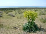 Ferula foetida. Цветущие растения. Узбекистан, Бухарская обл., Алатский р-н, пески Сундукли, северное побережье оз. Денгизкуль, закрепленные пески. 06.04.2015.