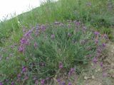 Astragalus bungeanus