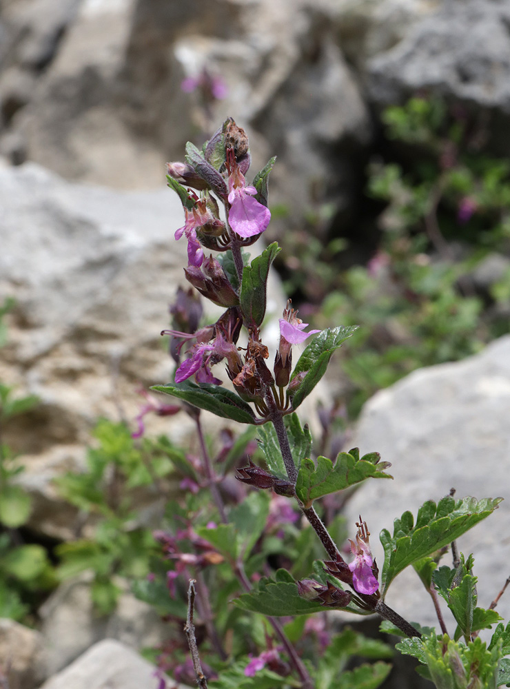 Изображение особи Teucrium chamaedrys.