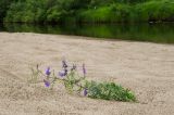 Vicia cracca. Цветущее растение. Пермский край, Коми-Пермяцкий округ, Кочёвский р-н, окр. пос. Усть-Янчер, дол. р. Коса, песчаный берег. 8 июля 2023 г.