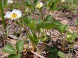 Fragaria &times; ananassa