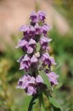 Phlomoides oreophila