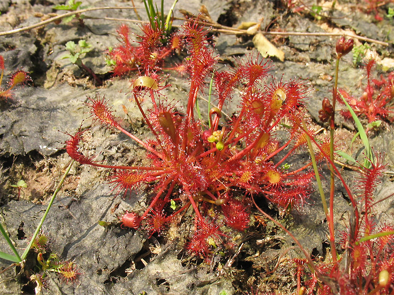 Изображение особи Drosera intermedia.