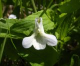 Viola stagnina