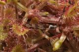 Drosera rotundifolia