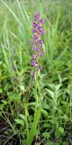 Anacamptis подвид reinhardii