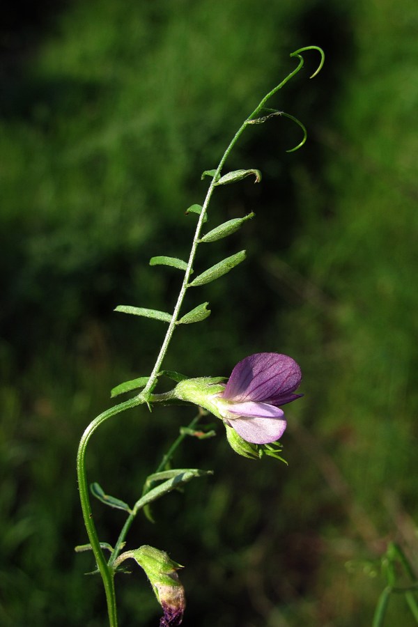 Image of Vicia peregrina specimen.